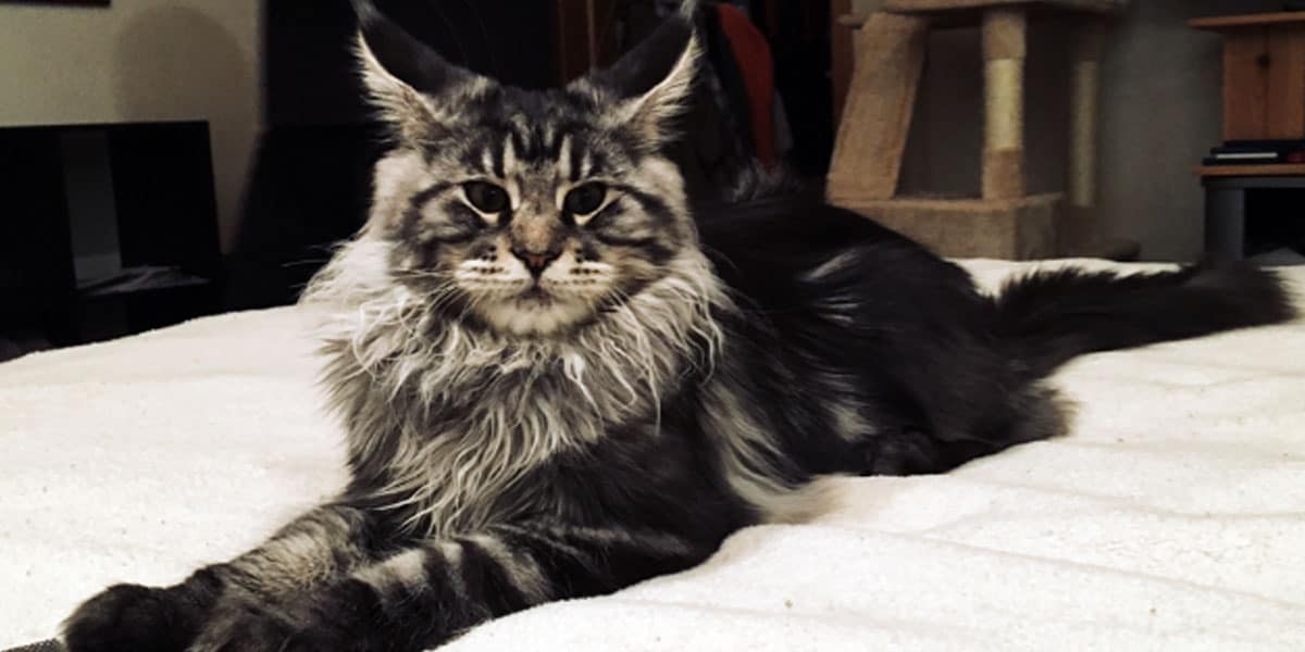 Dynasty Maine Coon Cats Maine Coon Cats In Wisconsin Maine Coons