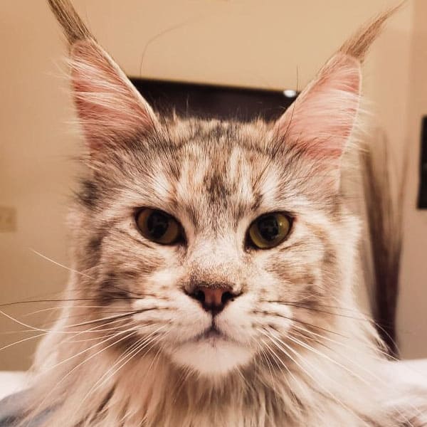 Maine Coon cat breeder photo