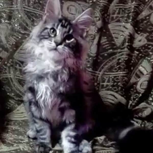 Black Silver King European Maine Coon Cat in Wisconsin