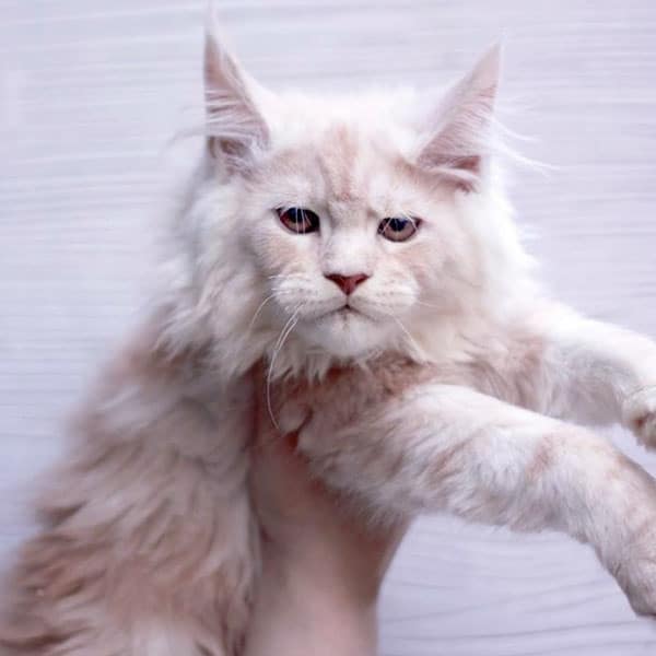 European Maine Coon from Maine Coon Breeders in Wisconsin