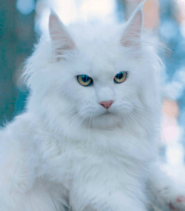 russian maine coon for sale