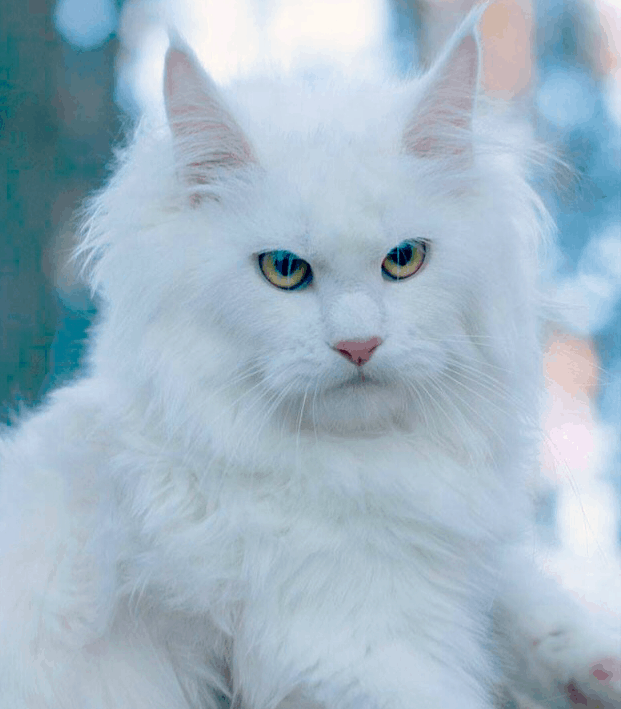 white maine coon