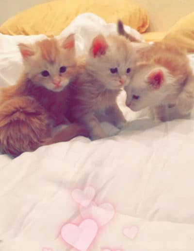 Red Silver Kittens-Luxor and Sedona Dynasty