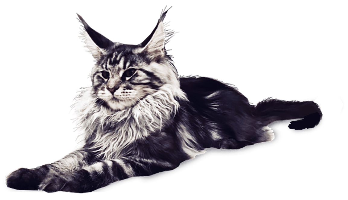Maine Coon Breeders in Wisconsin, Chicago, Dynasty Maine Coon Cats