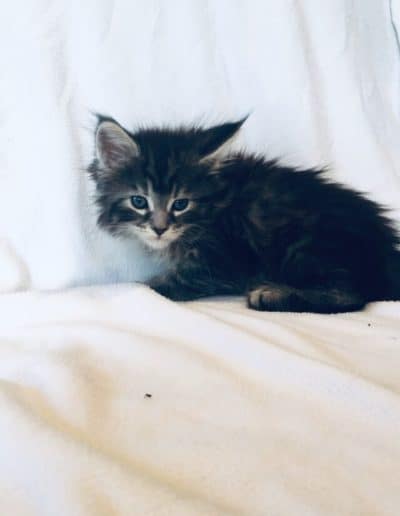 Draco: Black Silver Male Maine Coons Kitten