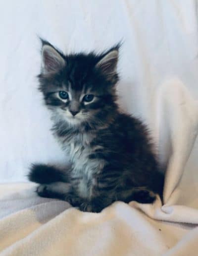 Draco: Black Silver Male Maine Coons Kitten
