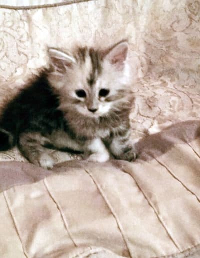 Elsa Maine Coons Kitten