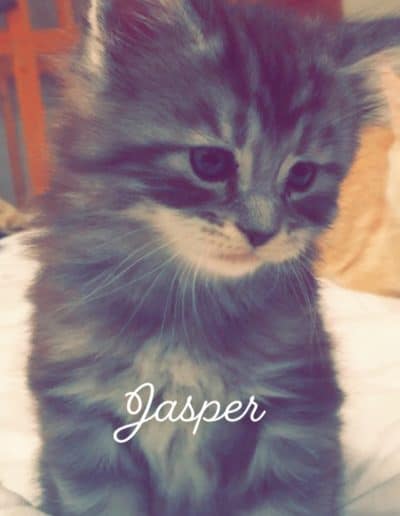 Jasper: Black Silver Male-Luxor & Khaleesi Dynasty