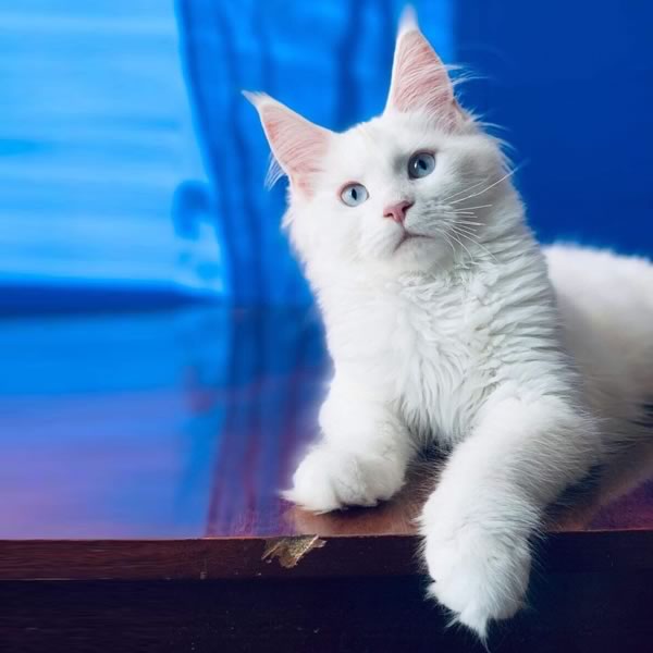 Cosmo-White Male-Dynasty Maine Coons cat