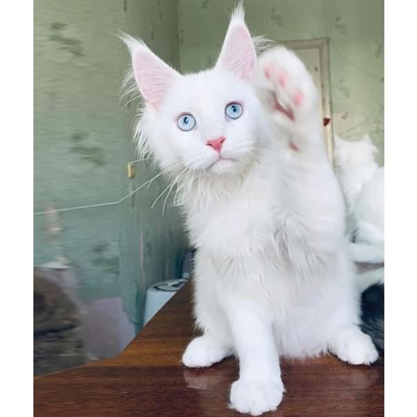 Cosmo-White Male-Dynasty Maine Coons cat