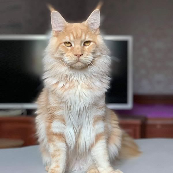 Mufasa: Red Silver Male-Dynasty Maine Coons cat