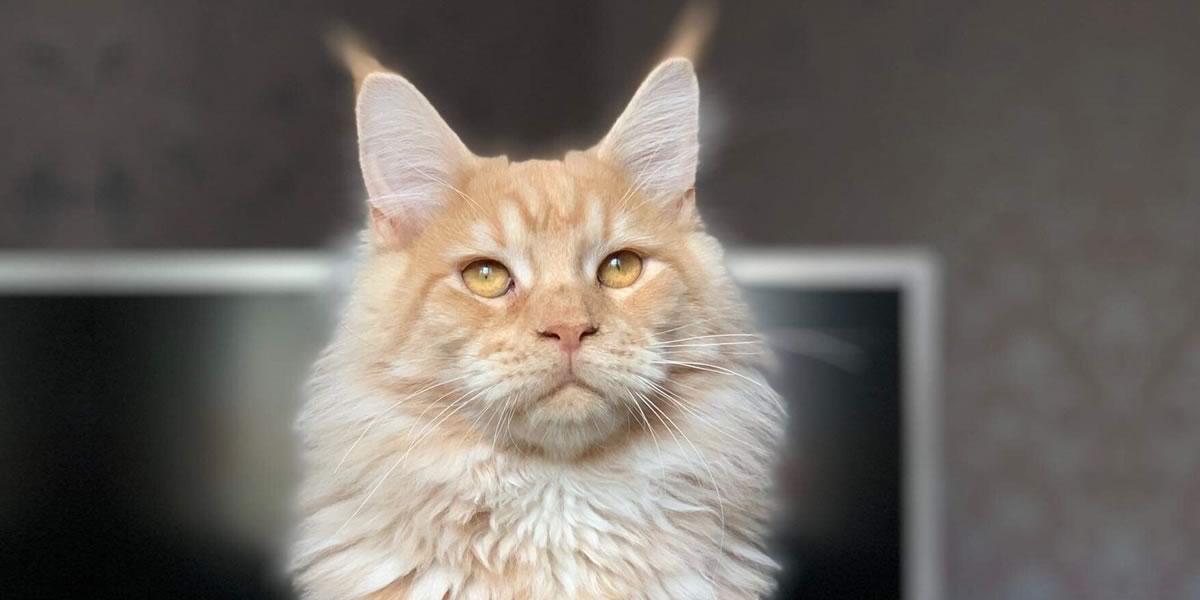 Mufasa: Red Silver Male-Dynasty Maine Coons cat