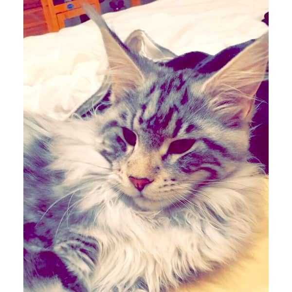 Zeus-Black Silver Male-Dynasty Maine Coons cat
