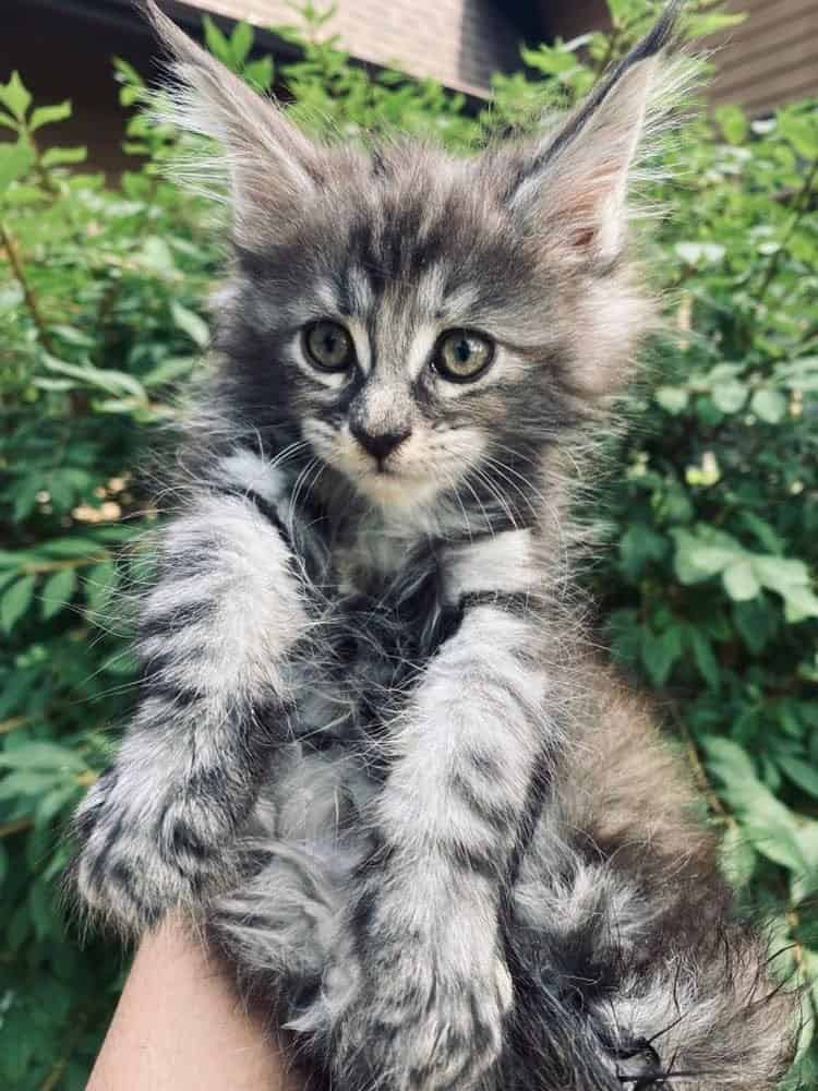 Marlena - Black Silver Tortishell Maine Coons Kitten