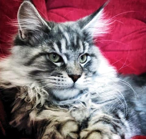 See Maine Coon Cats in Wisconsin - Dynasty Maine Coon Cats