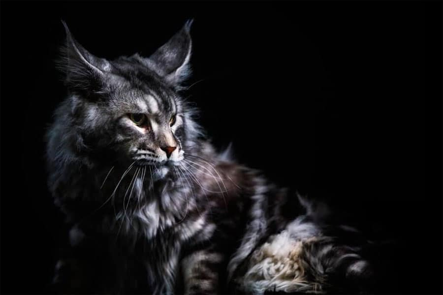 Zeus-Black Silver Male-Dynasty Maine Coons cat