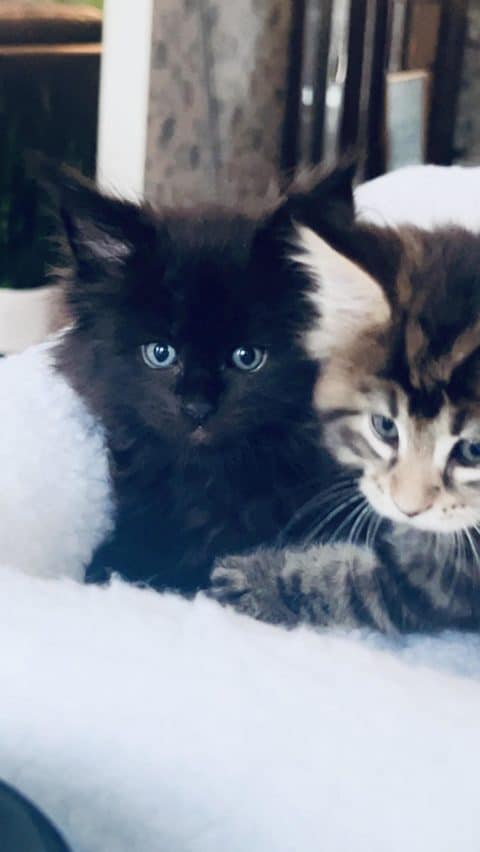 Maine Coon Kittens in Wisconsin - Dynasty Maine Coon Cats