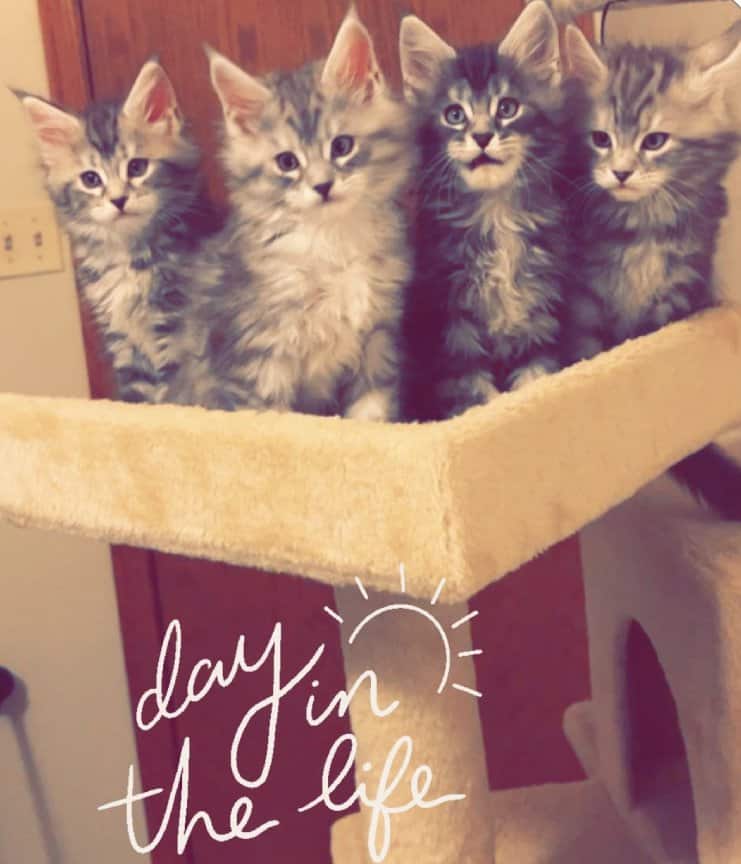 Kittens - A day in the life