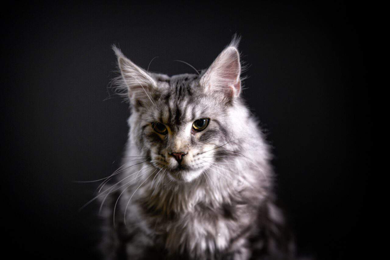 See Maine Coon Cats in Wisconsin - Dynasty Maine Coon Cats