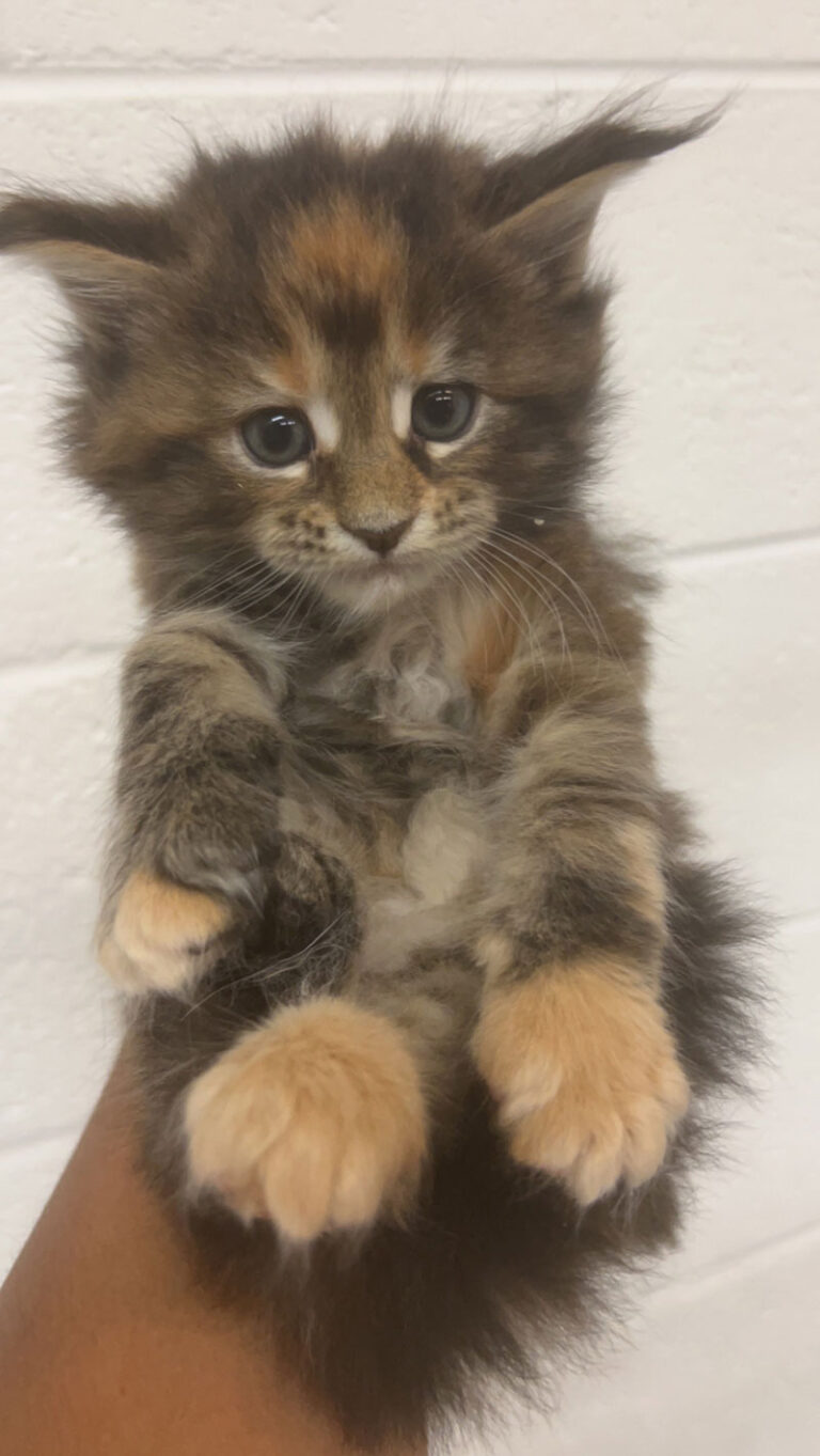 Maine Coon Kittens in Wisconsin - Dynasty Maine Coon Cats