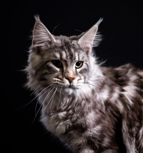 Maine Coon Kittens in Wisconsin, Dynasty Maine Coon Kittens, WI