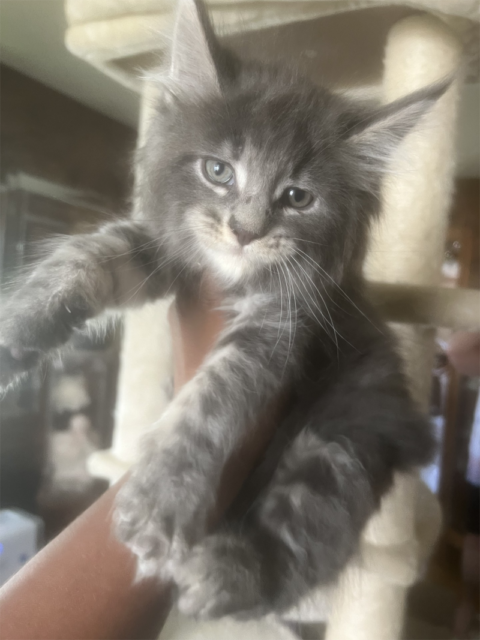 Maine Coon Kittens in Wisconsin - Dynasty Maine Coon Cats