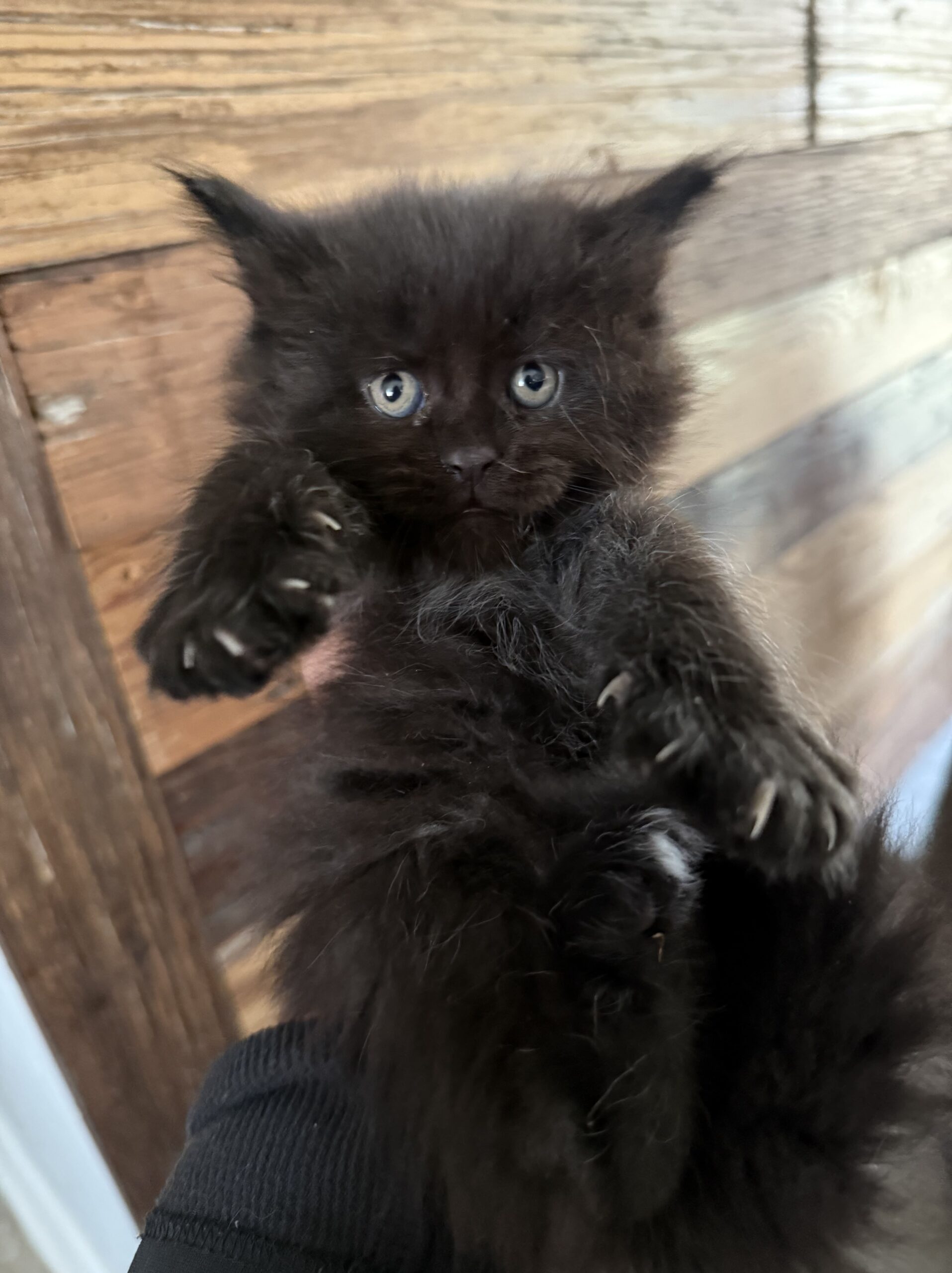 sophia