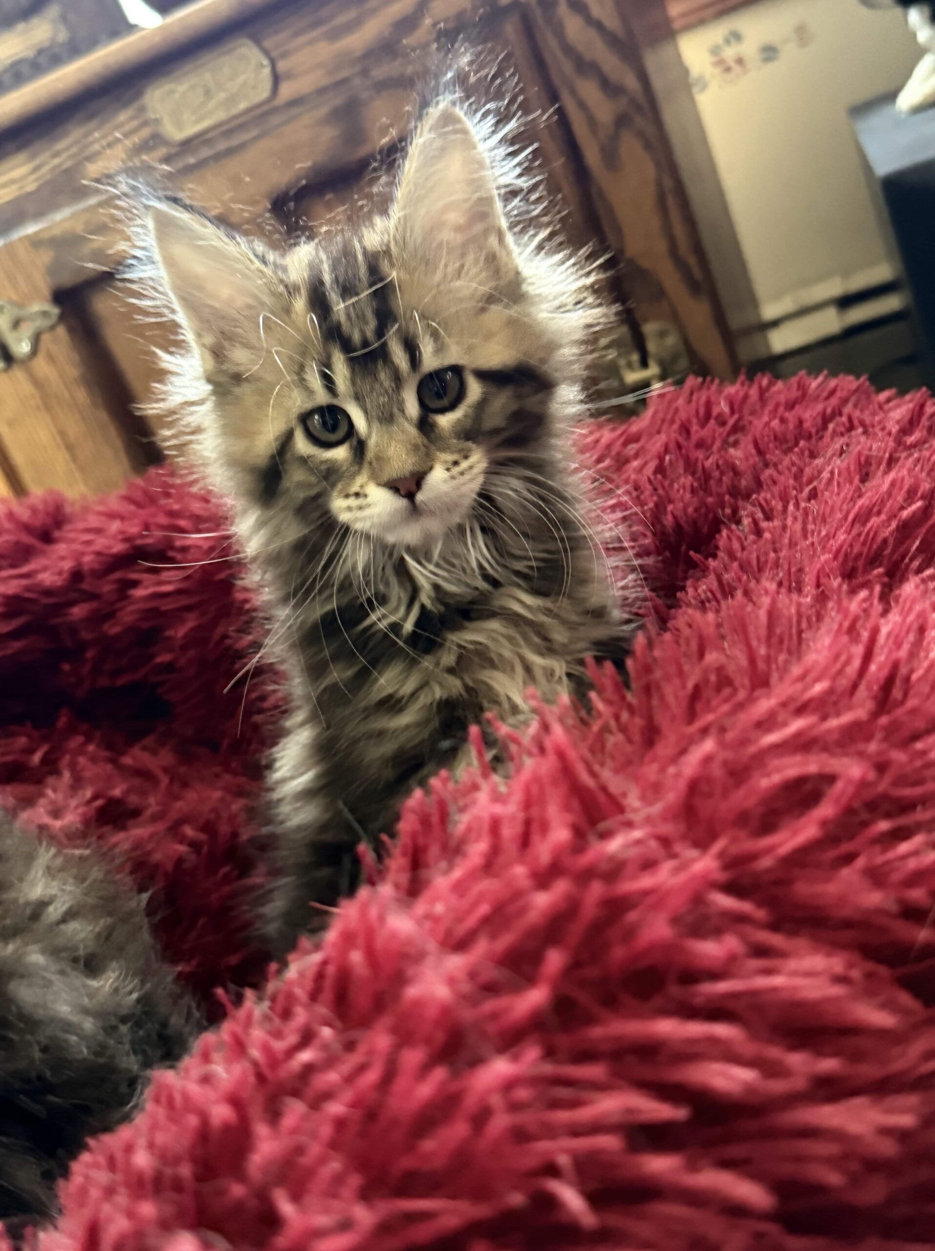 sophia