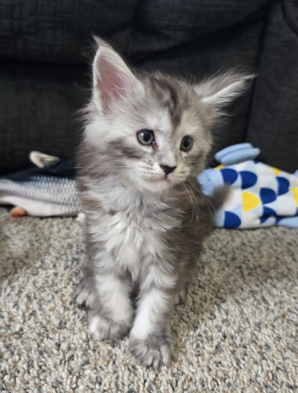 koda sitting up