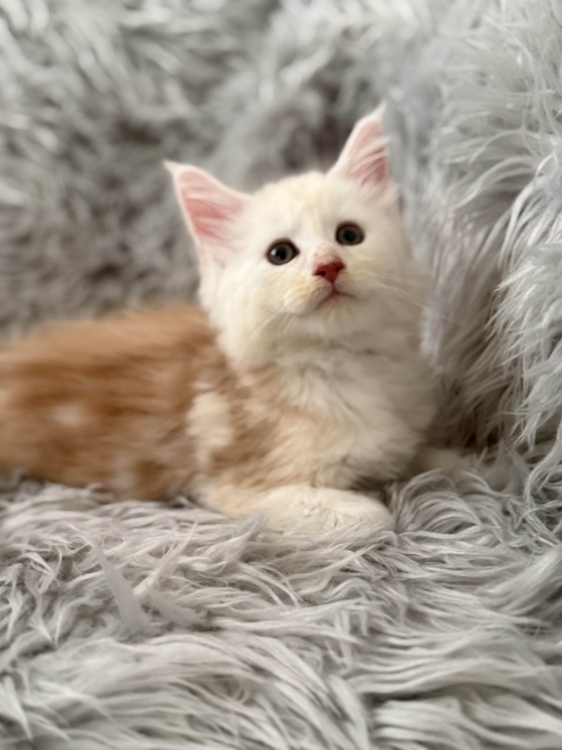 sophia