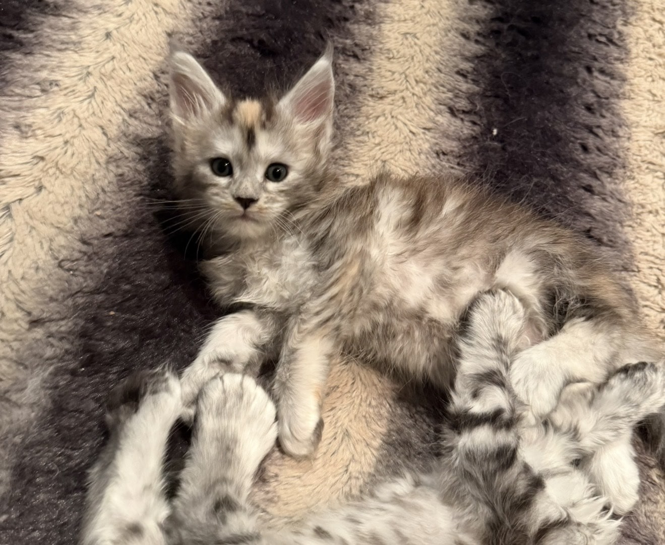 sophia