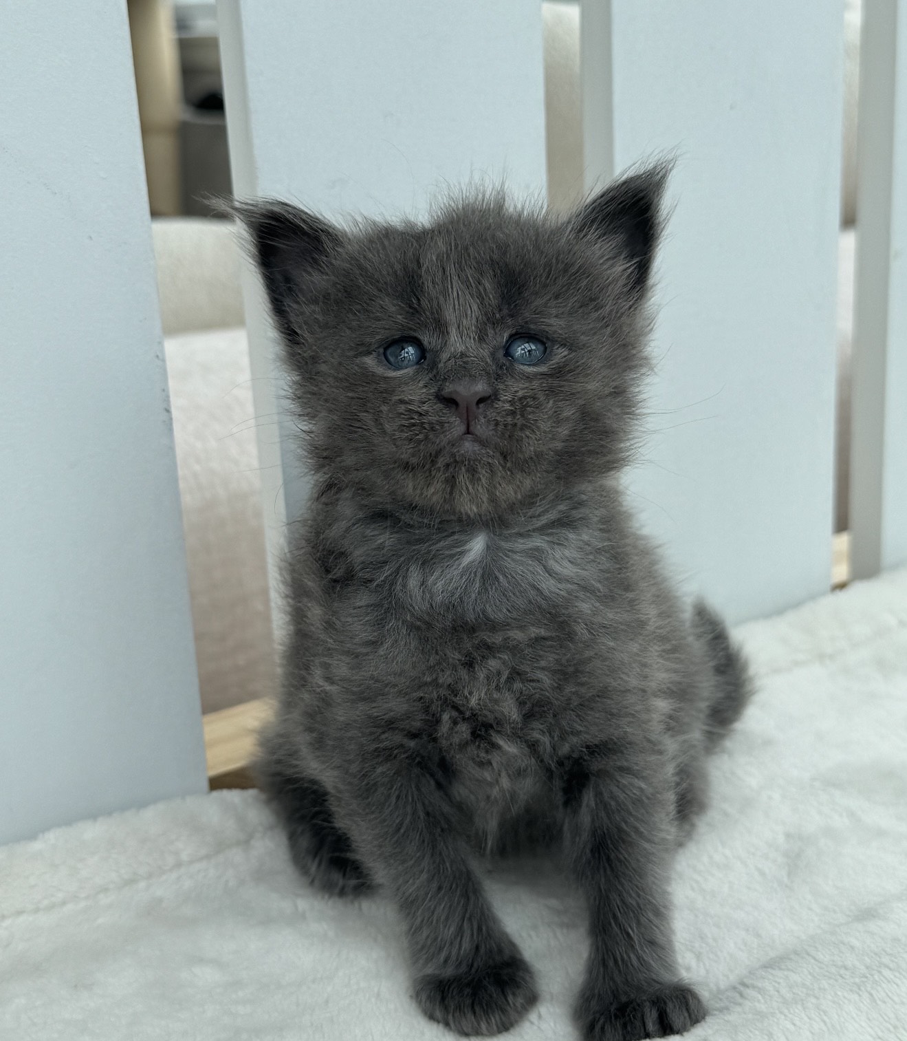 sophia