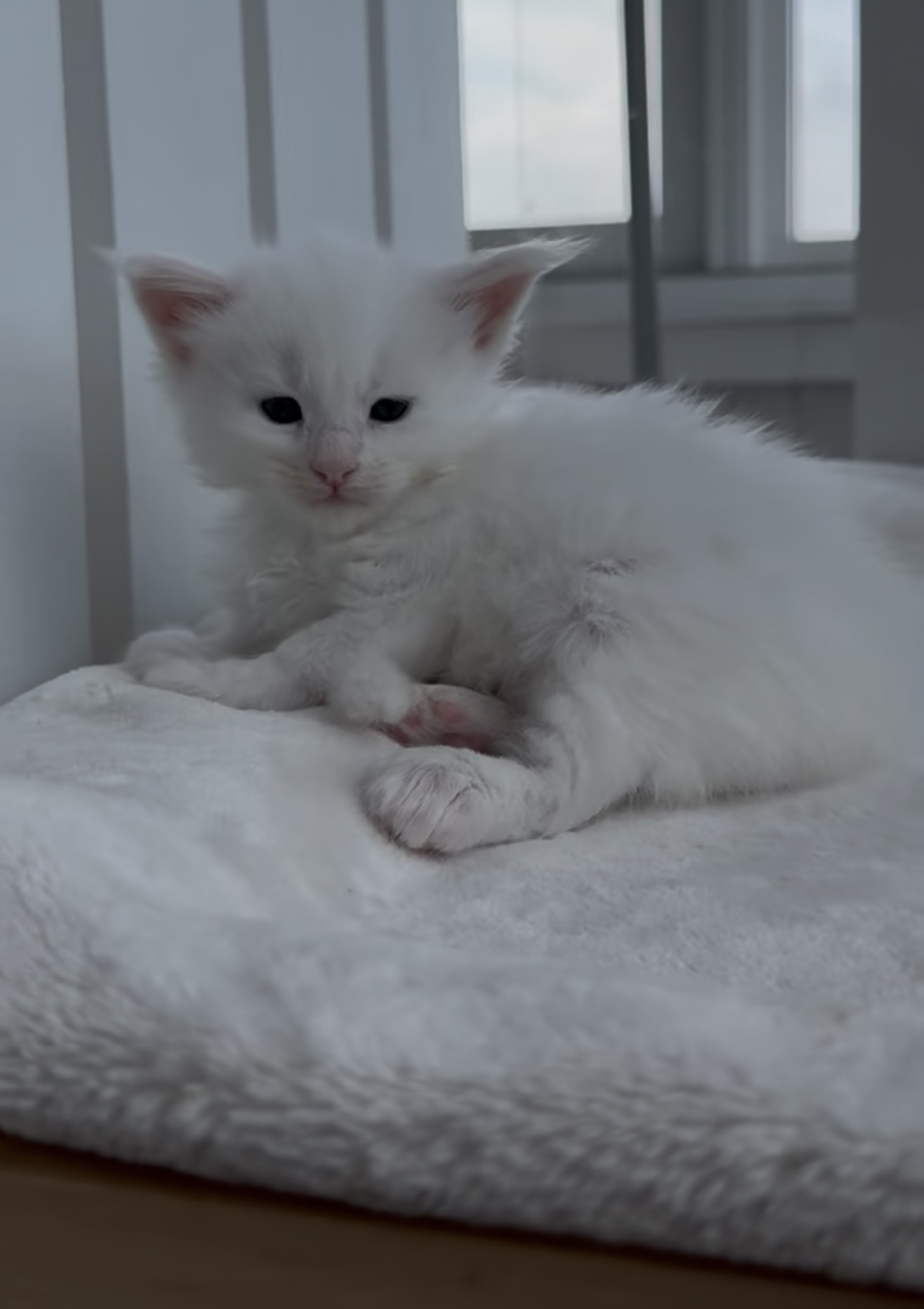 sophia