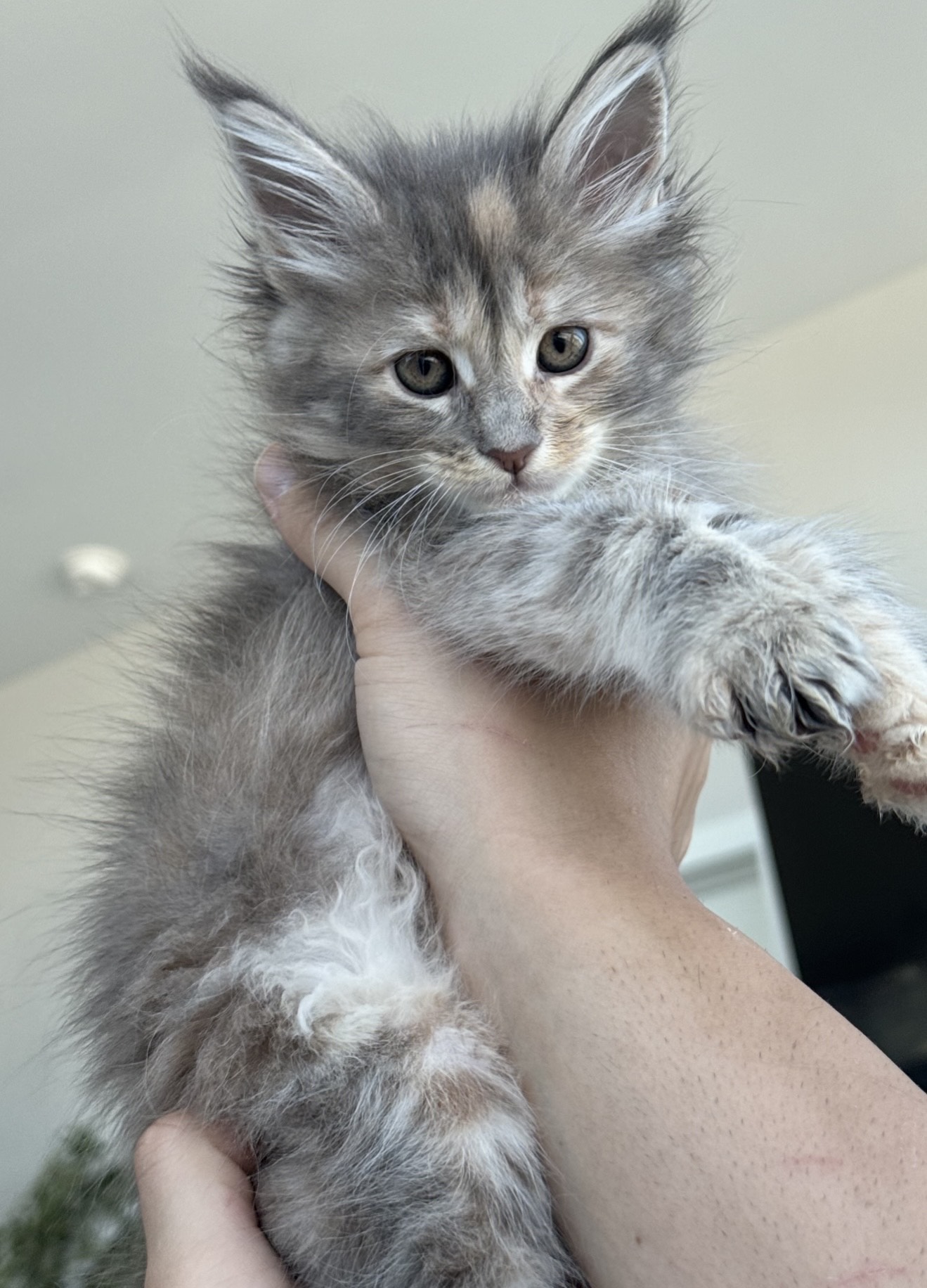 sophia