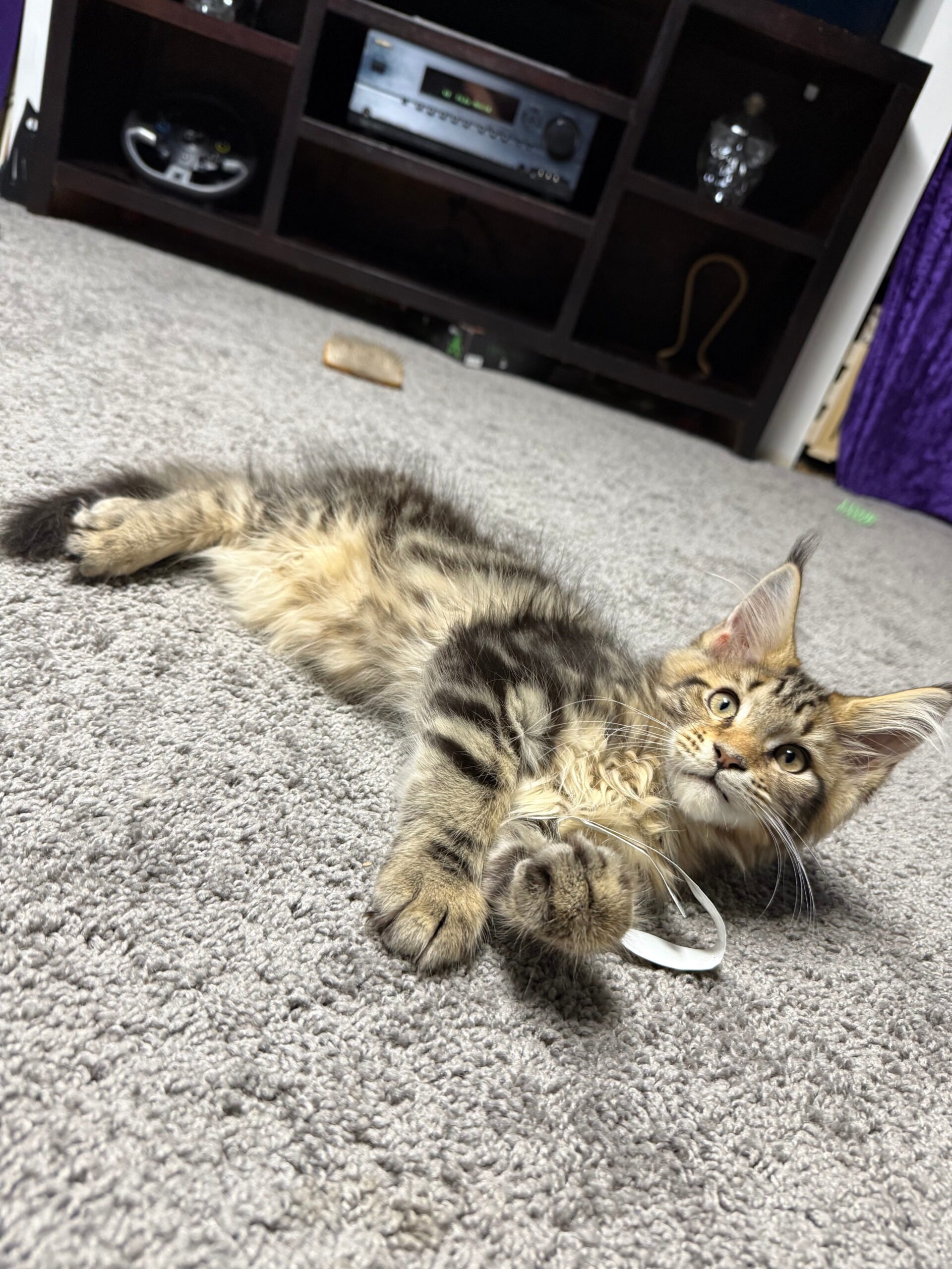 sophia