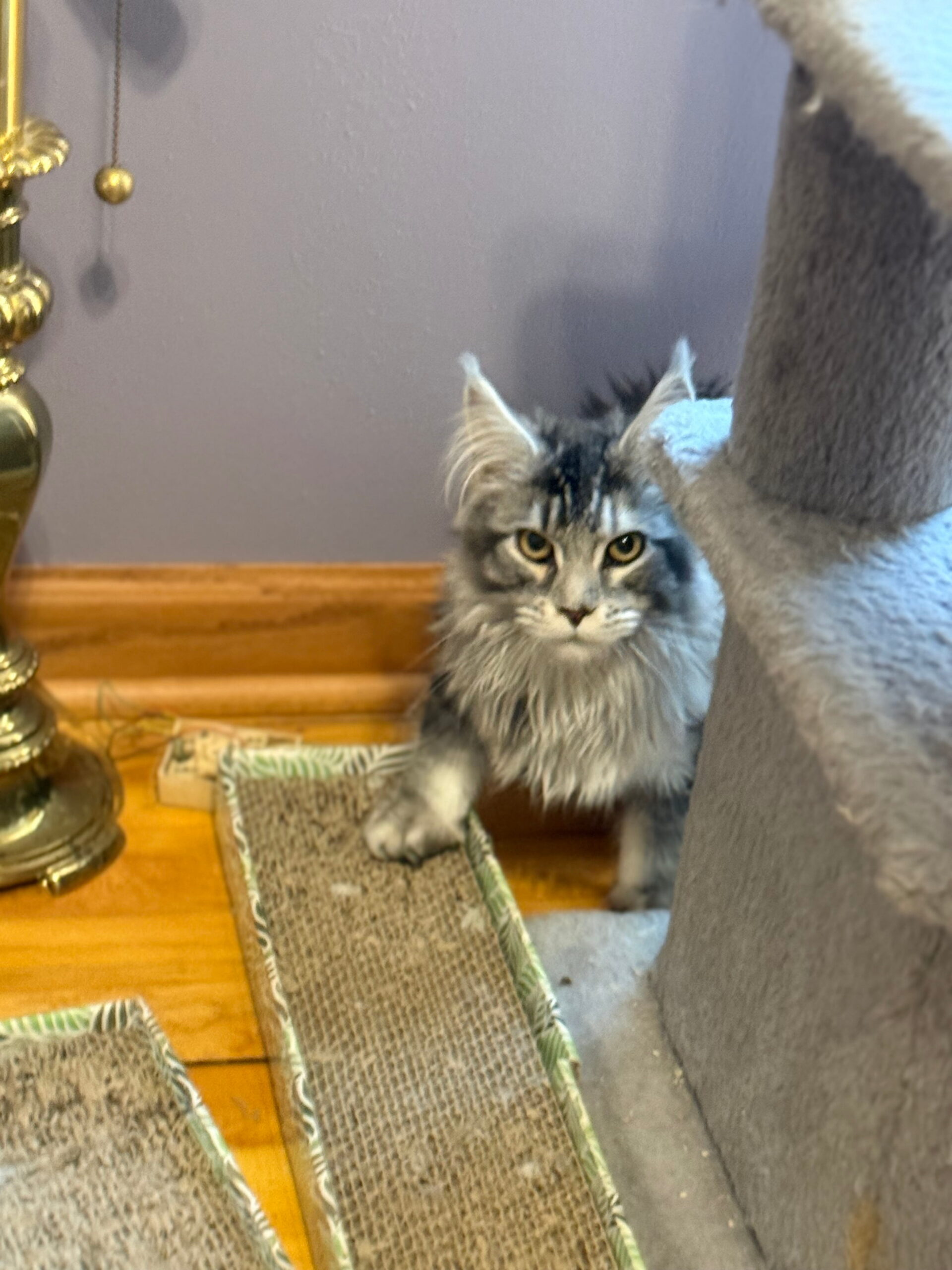 IMG_5367 (1) matilda cat tree