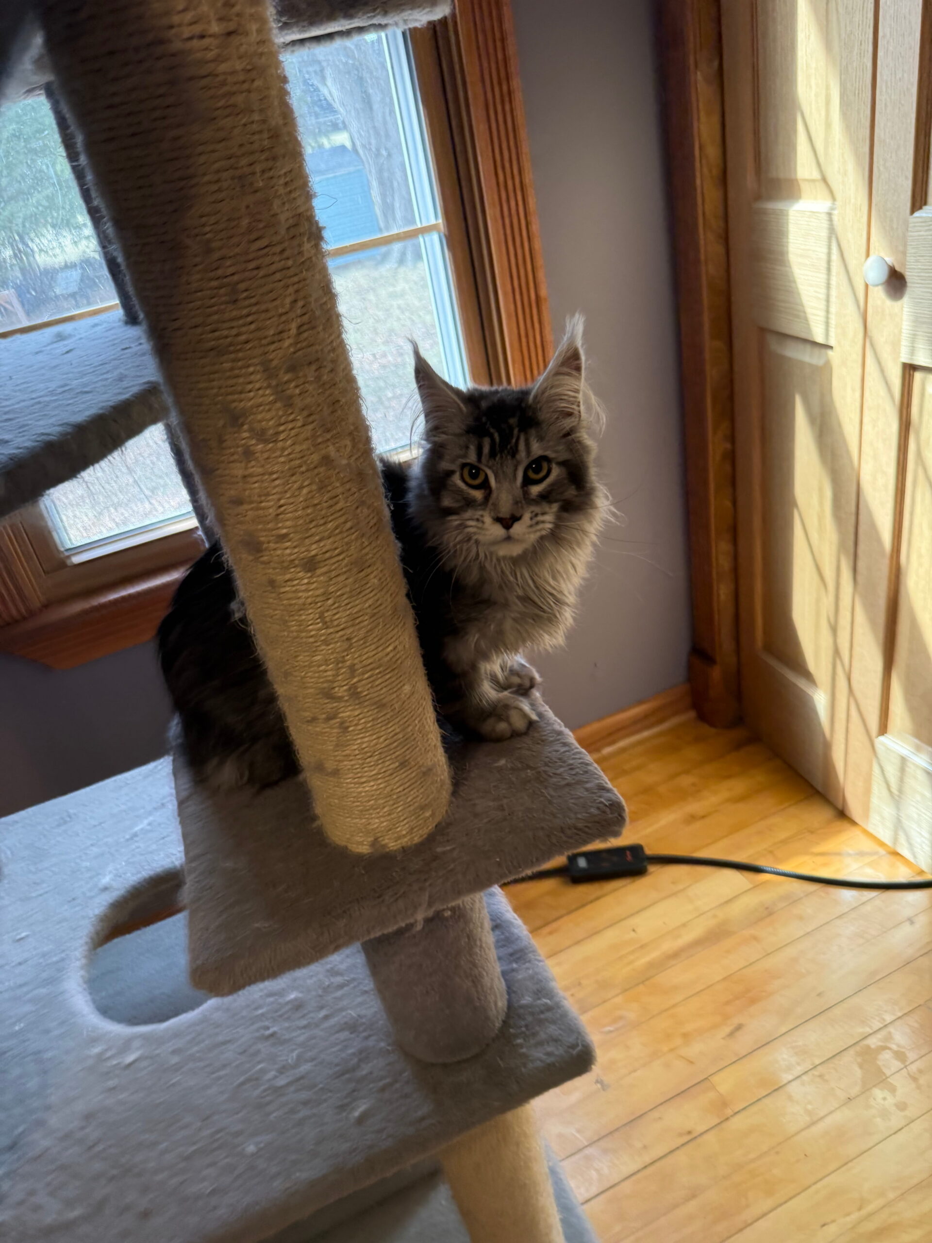 IMG_5373 matilda cat tree