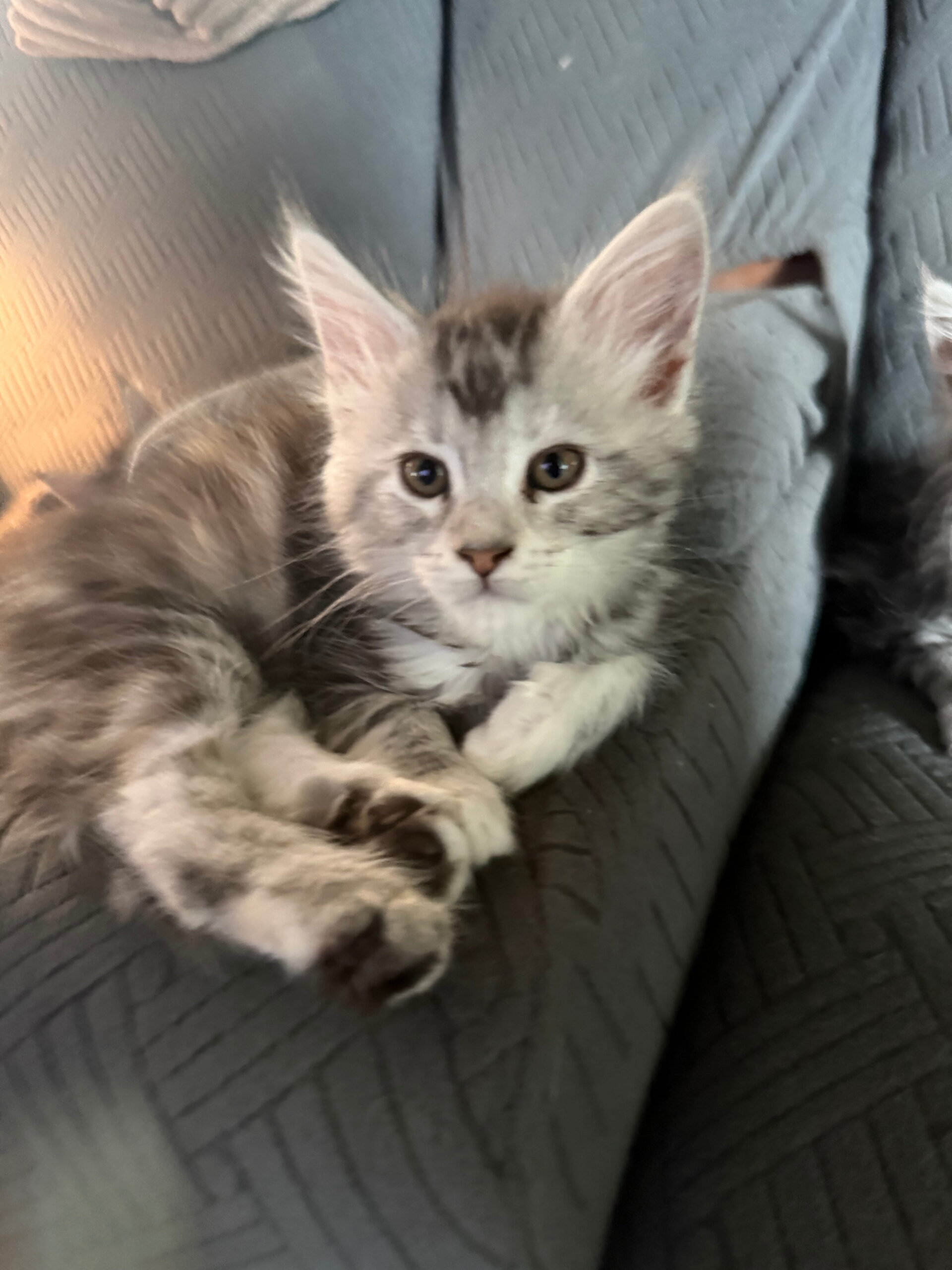 sophia