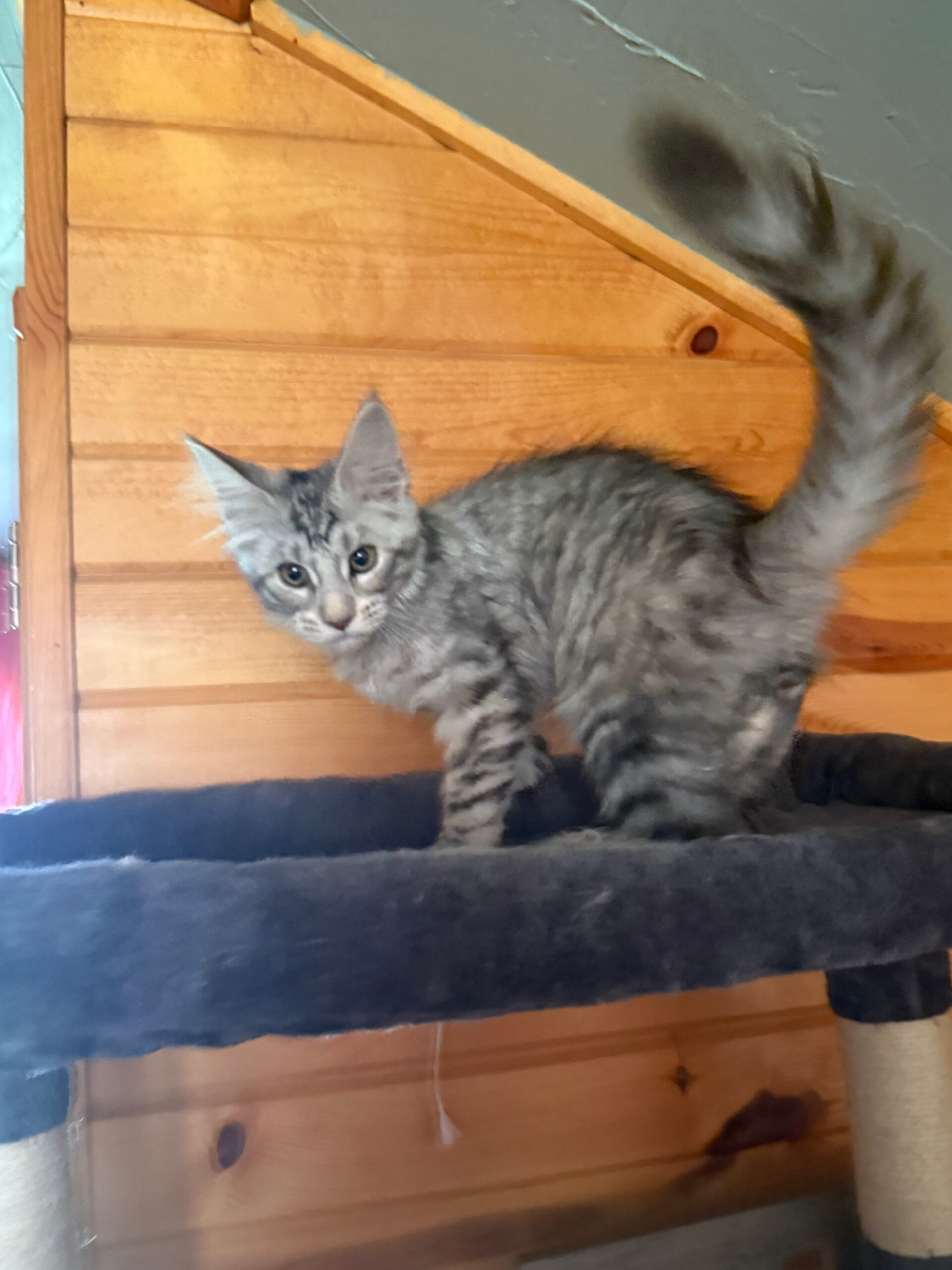 sophia