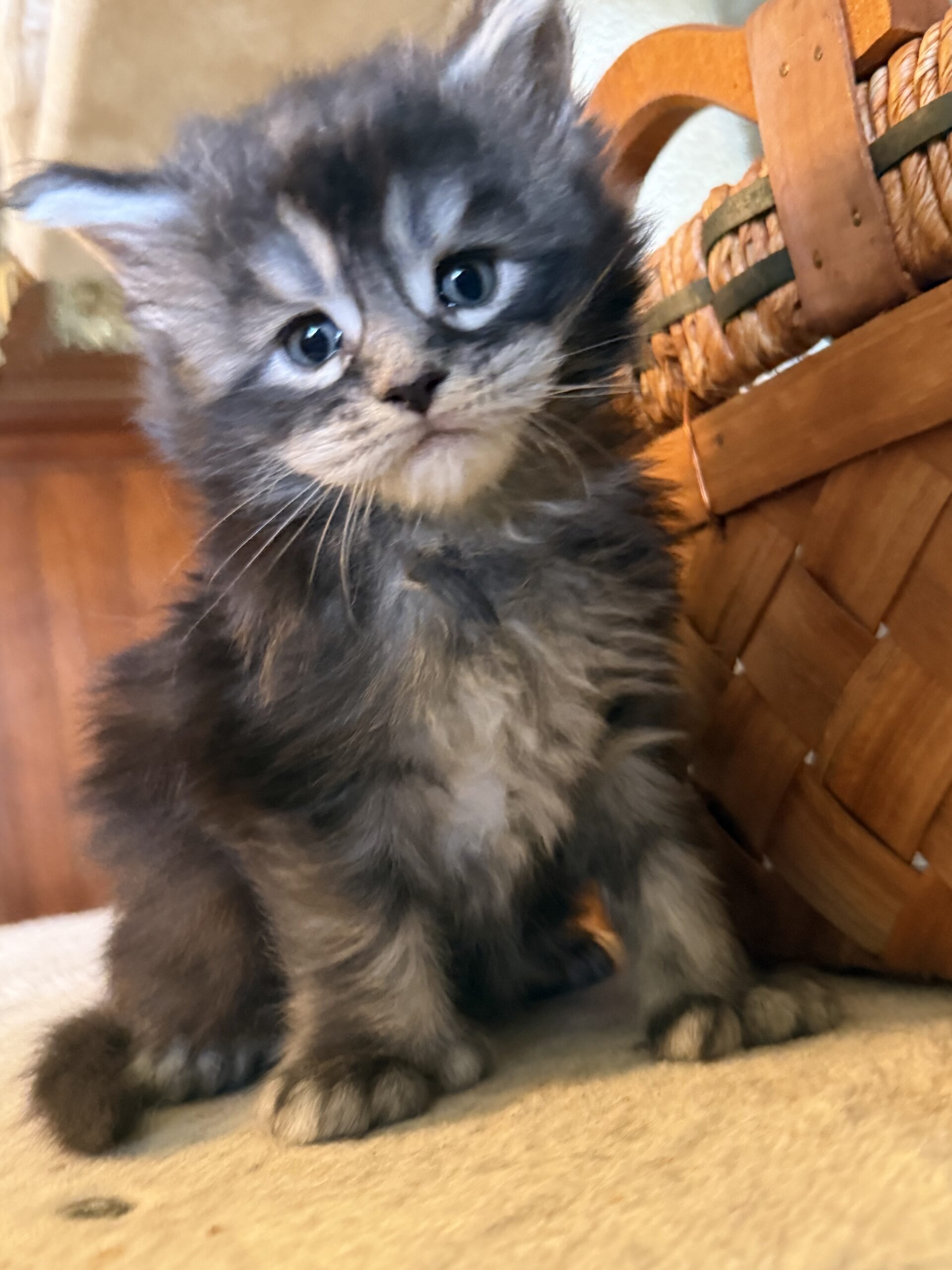 sophia