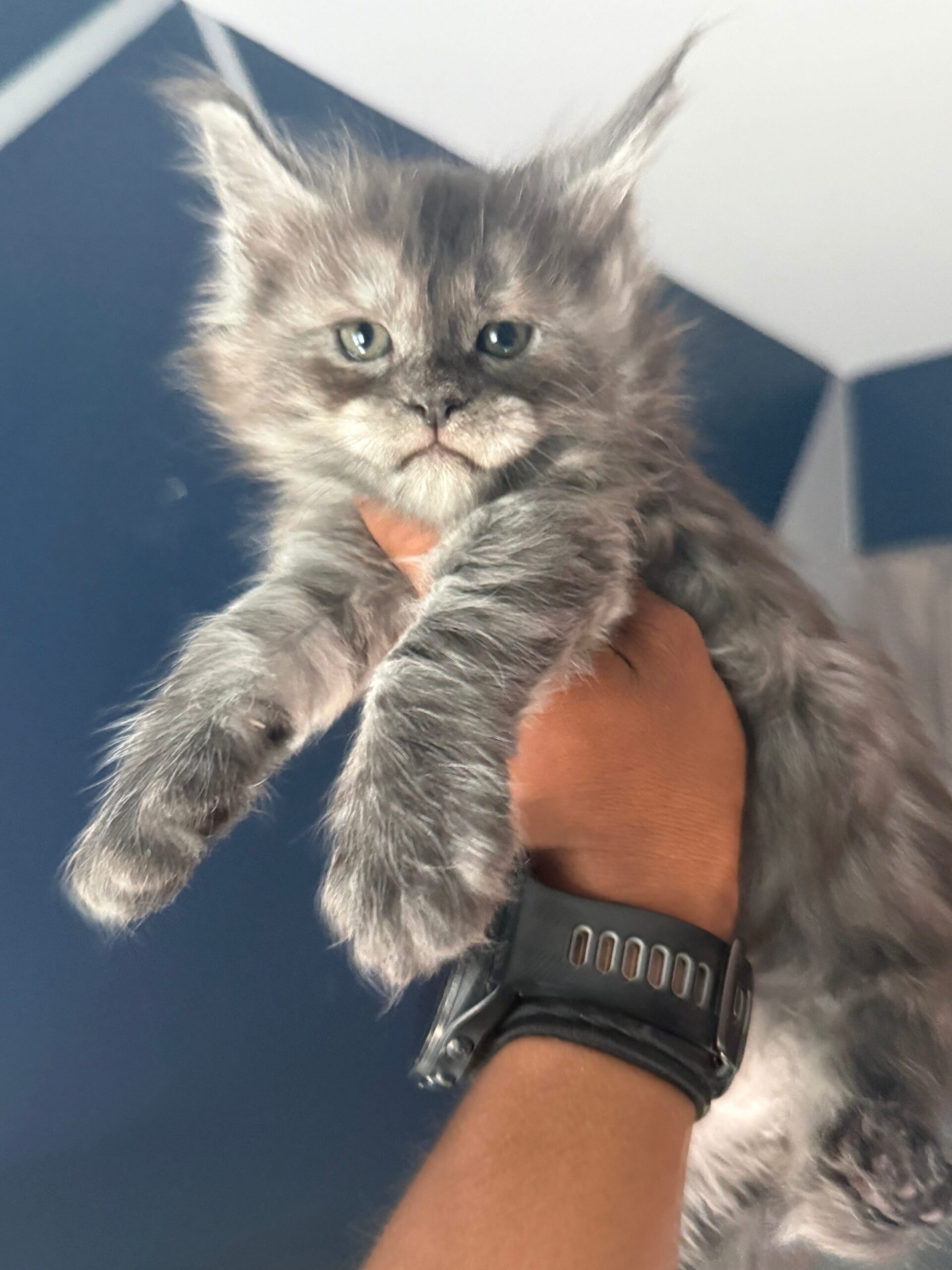 sophia