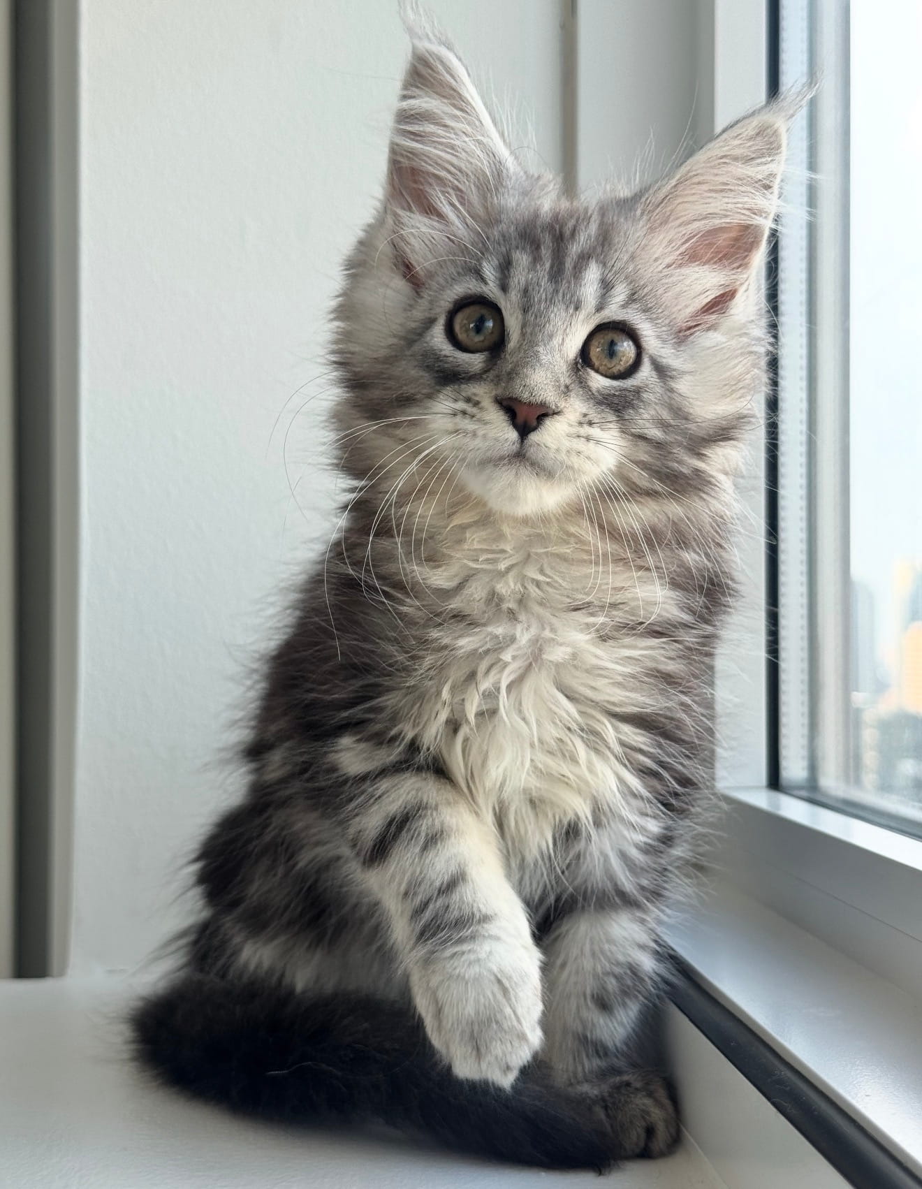 sophia
