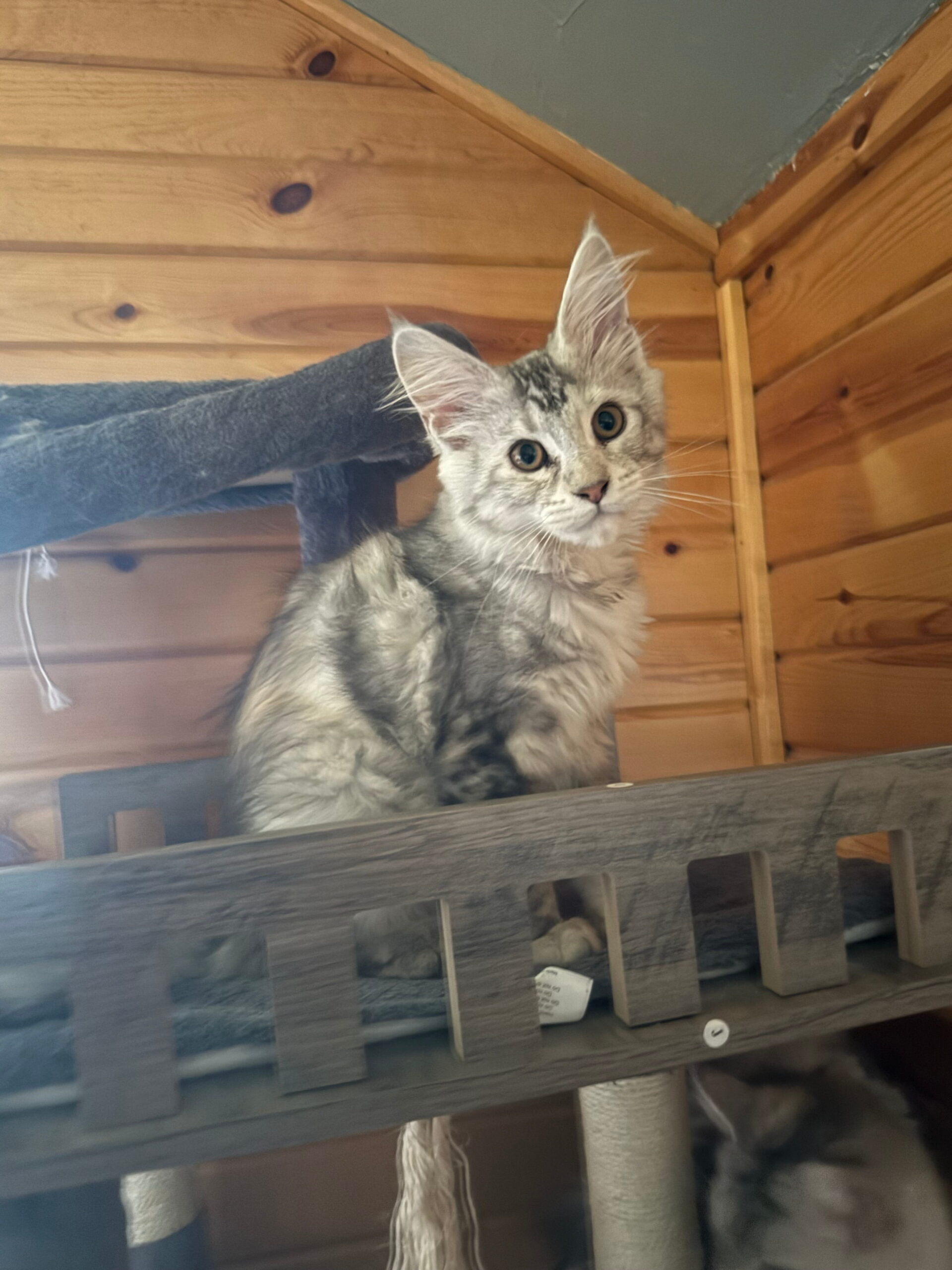 sophia