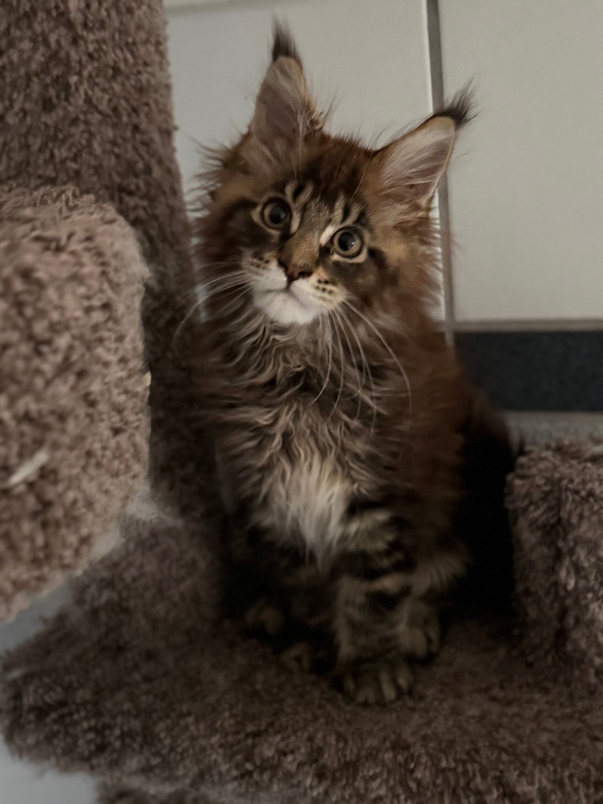 sophia
