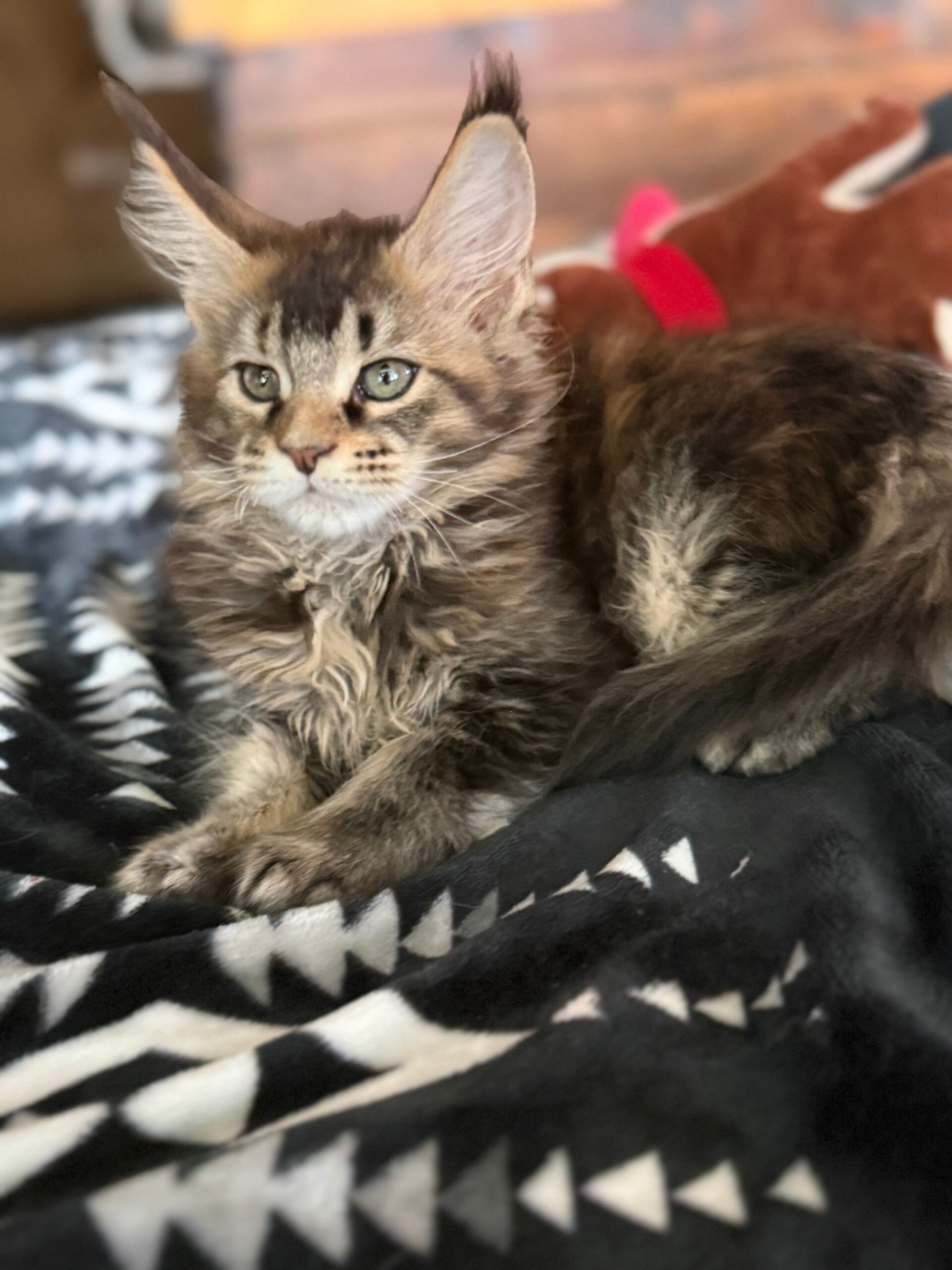 sophia