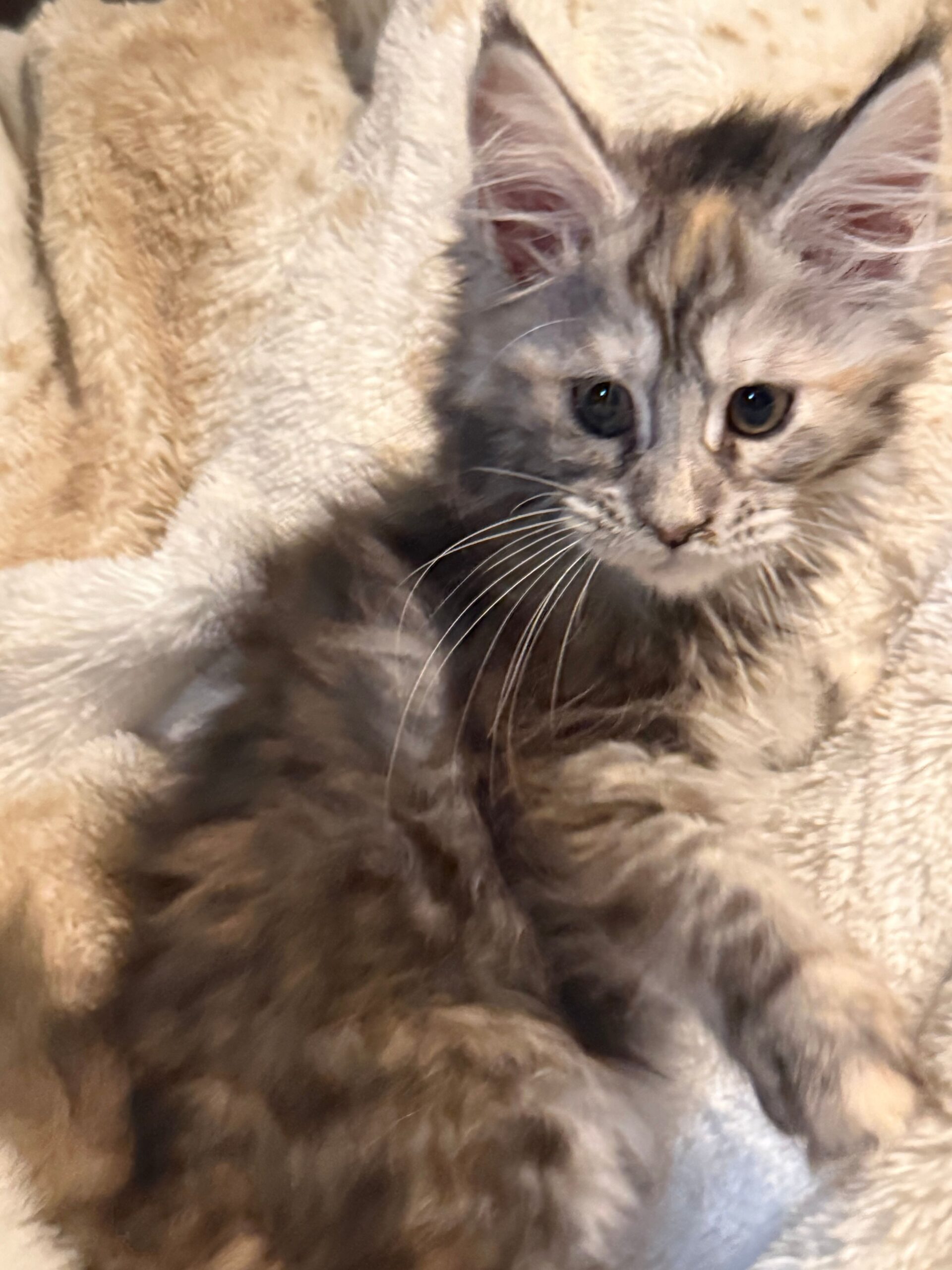 sophia