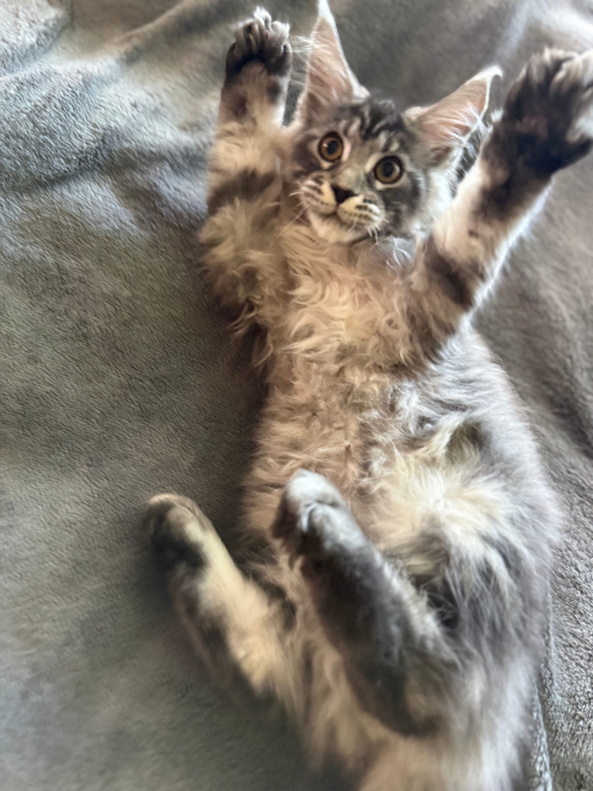 sophia